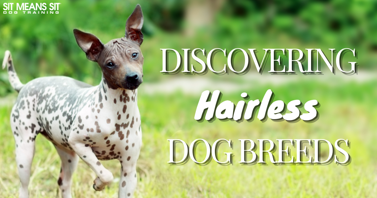 Discover These Wonderful Hairless Dog Breeds