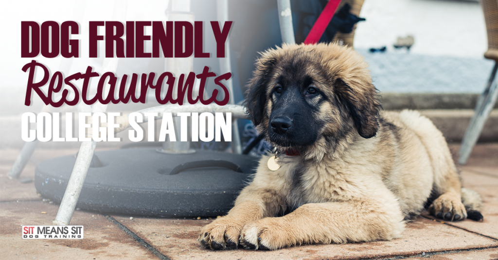 Dog Friendly Restaurants College Station Sit Means Sit College Station