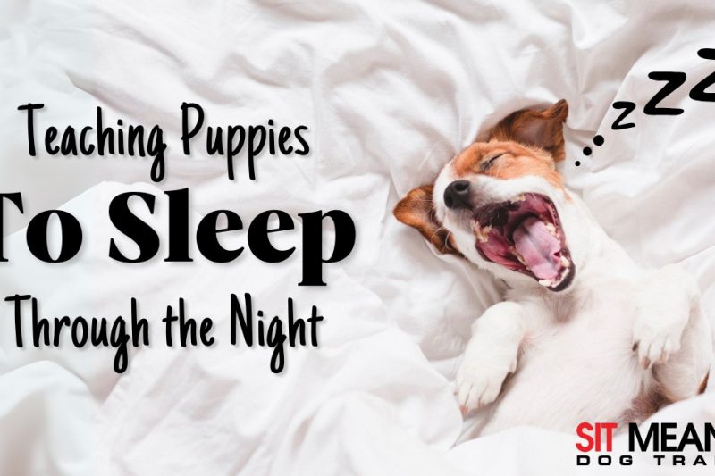 Expert Tips for Teaching Your Puppy to Sleep Through the Night