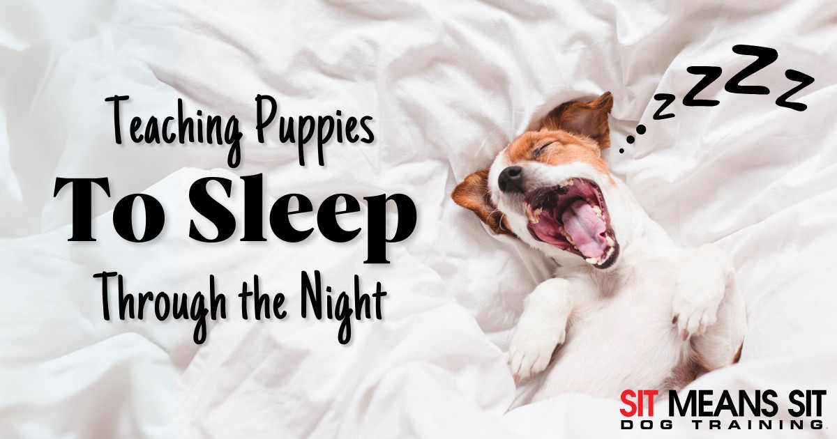 Expert Tips for Teaching Your Puppy to Sleep Through the Night