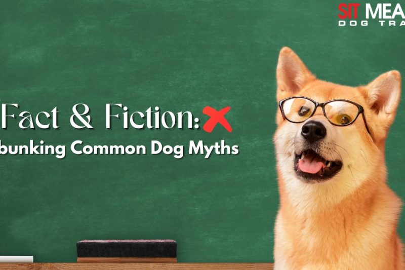 Fact & Fiction: Debunking Common Myths About Dogs