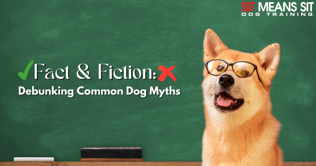 Fact & Fiction: Debunking Common Myths About Dogs