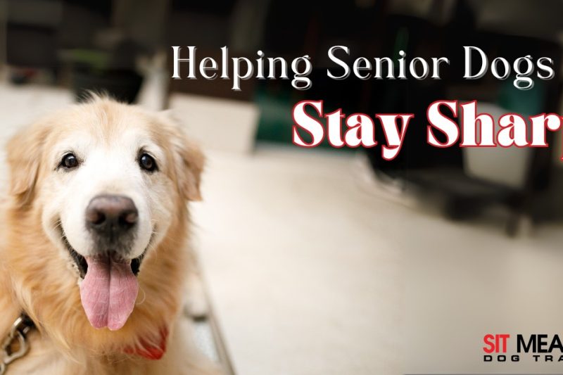 Helping Your Senior Dog Stay Mentally Sharp