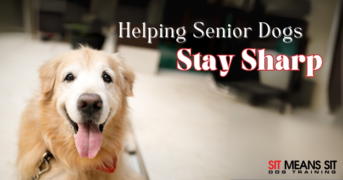 Helping Your Senior Dog Stay Mentally Sharp