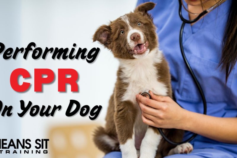 How Do You Perform CPR on a Dog?