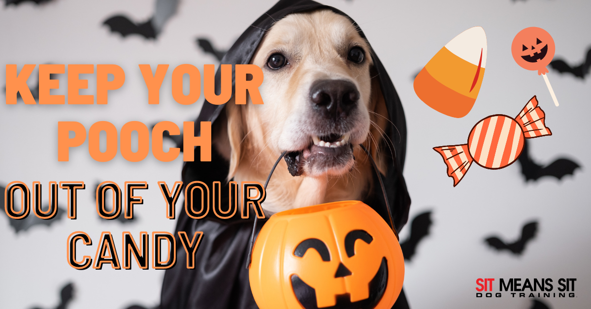 https://www.sitmeanssitcollegestation.com/wp-content/uploads/how-to-keep-your-dog-out-of-the-halloween-candy-2.png