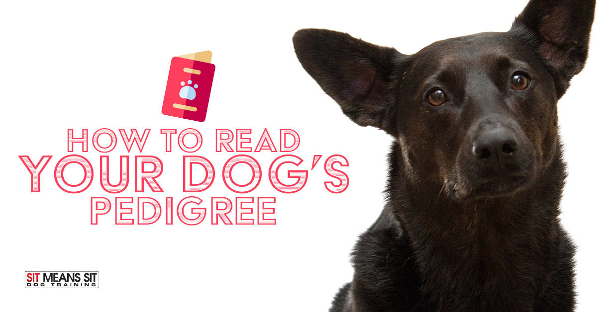 How To Read Your Dog s Pedigree Sit Means Sit College Station