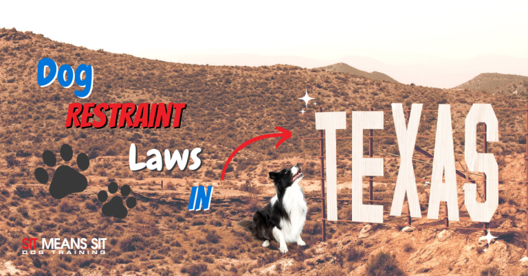 new-texas-law-on-dog-restraints-sit-means-sit-college-station