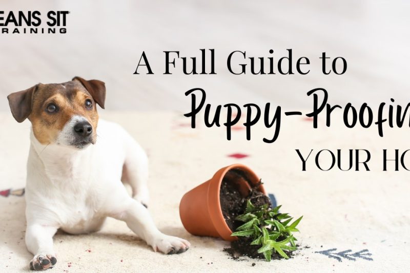 Puppy-Proofing Your Home: A Full Guide