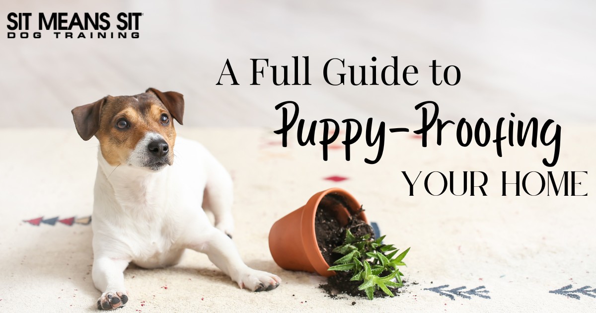 Puppy-Proofing Your Home: A Full Guide