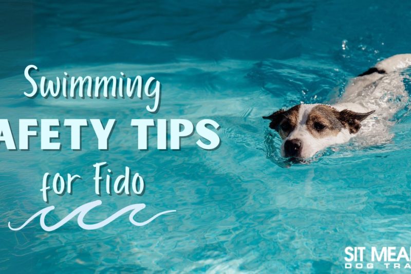 Safety Tips for Taking Your Dog Swimming