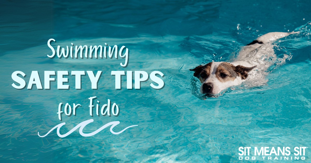 Safety Tips for Taking Your Dog Swimming