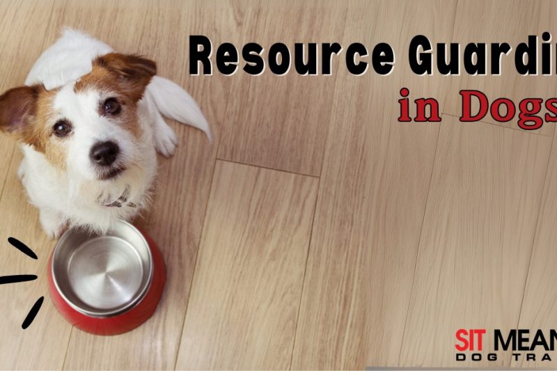 What is Resource Guarding in Dogs?