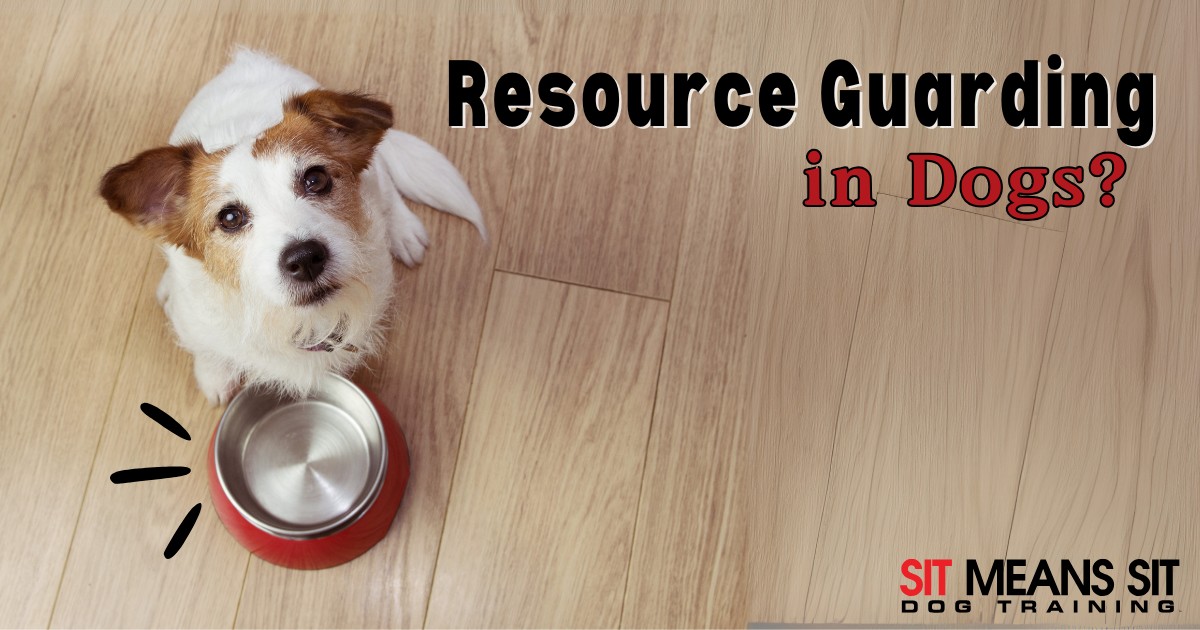 What is Resource Guarding in Dogs?