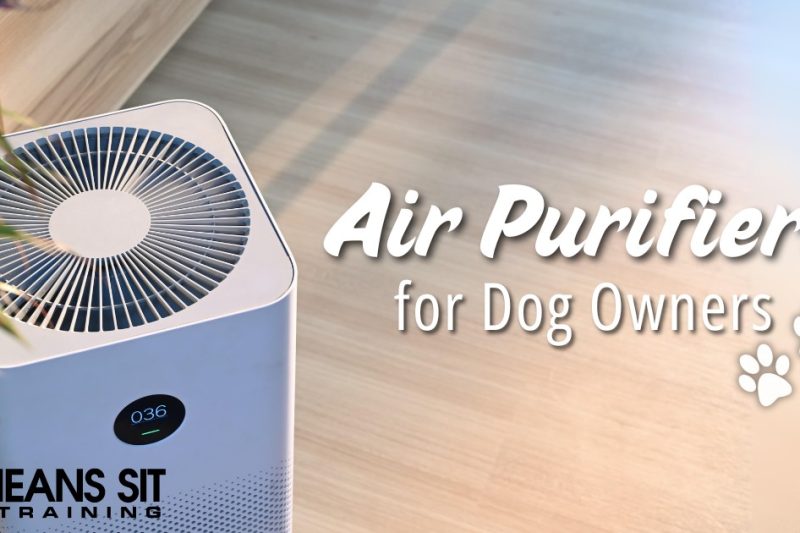 Why You Need an Air Purifier as a Dog Owner