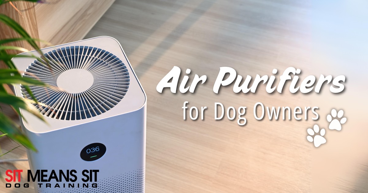 Why You Need an Air Purifier as a Dog Owner